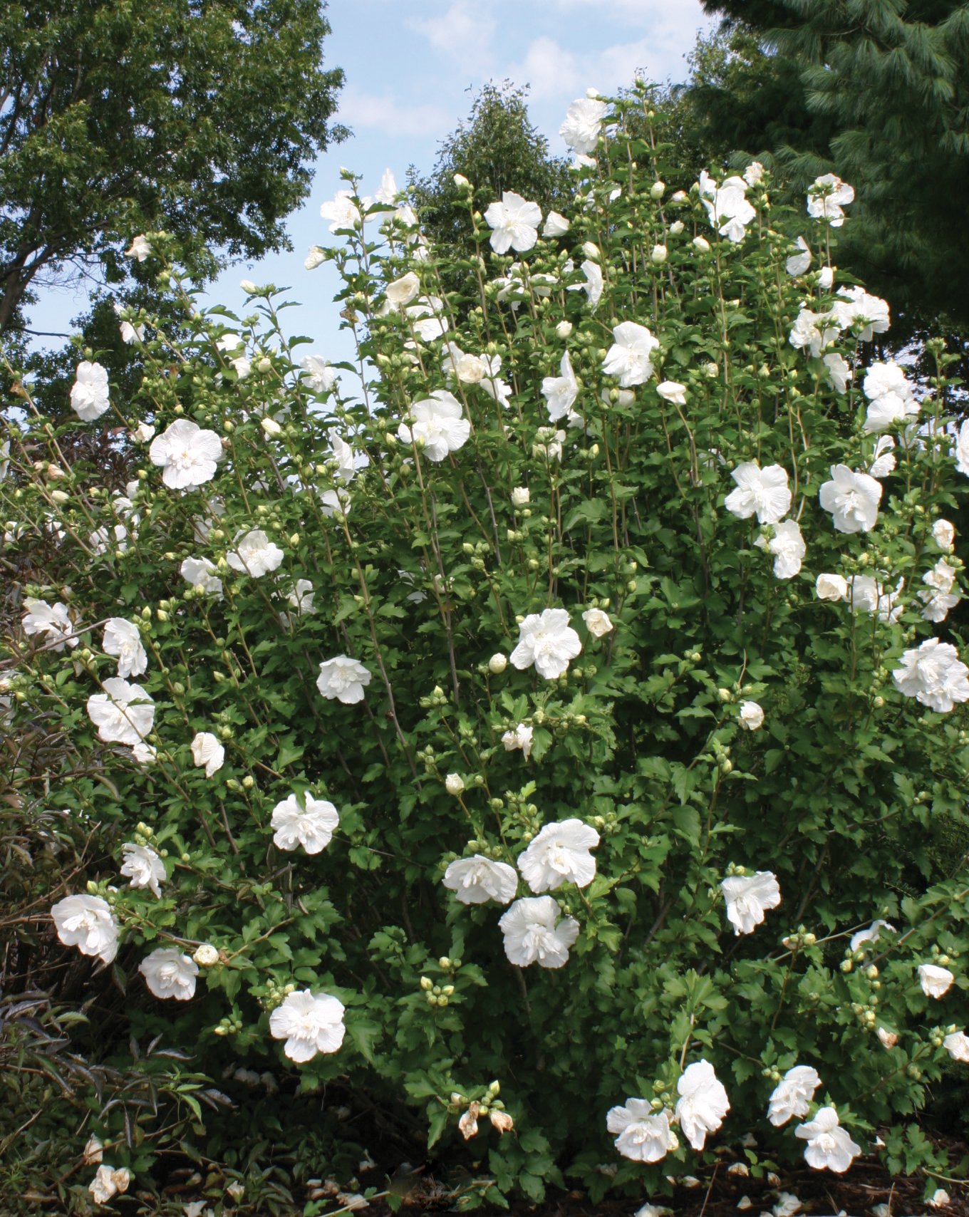 Buy Potted Rose of Sharon Starter Plant (Hibiscus Syriacus) - Fast Growing Flowering Shrub for Gardens, Landscaping & Outdoor Decor