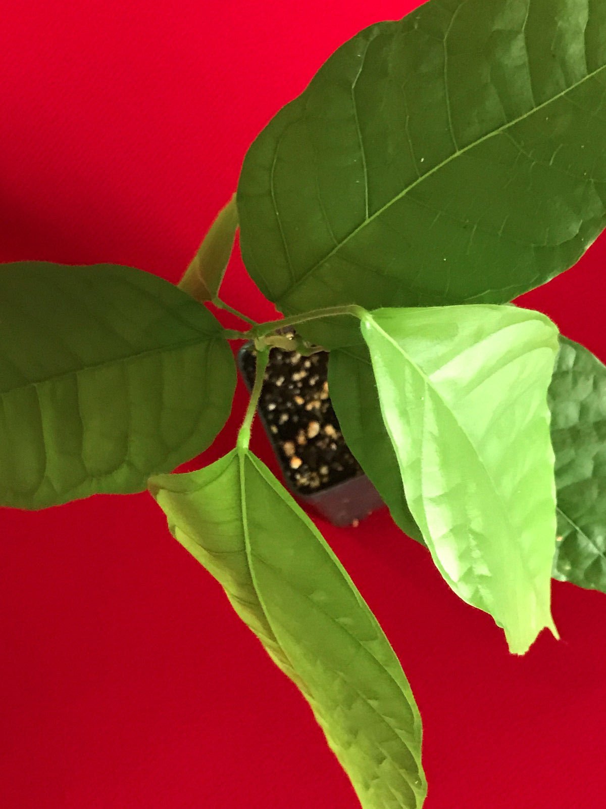 TRINITARIO Theobroma Cacao Cocoa Chocolate Fruit Tree - Live Potted Plant with Red Pods (Medium Size) | Perfect for Home Gardening, Tropical Landscaping & DIY Chocolate Making