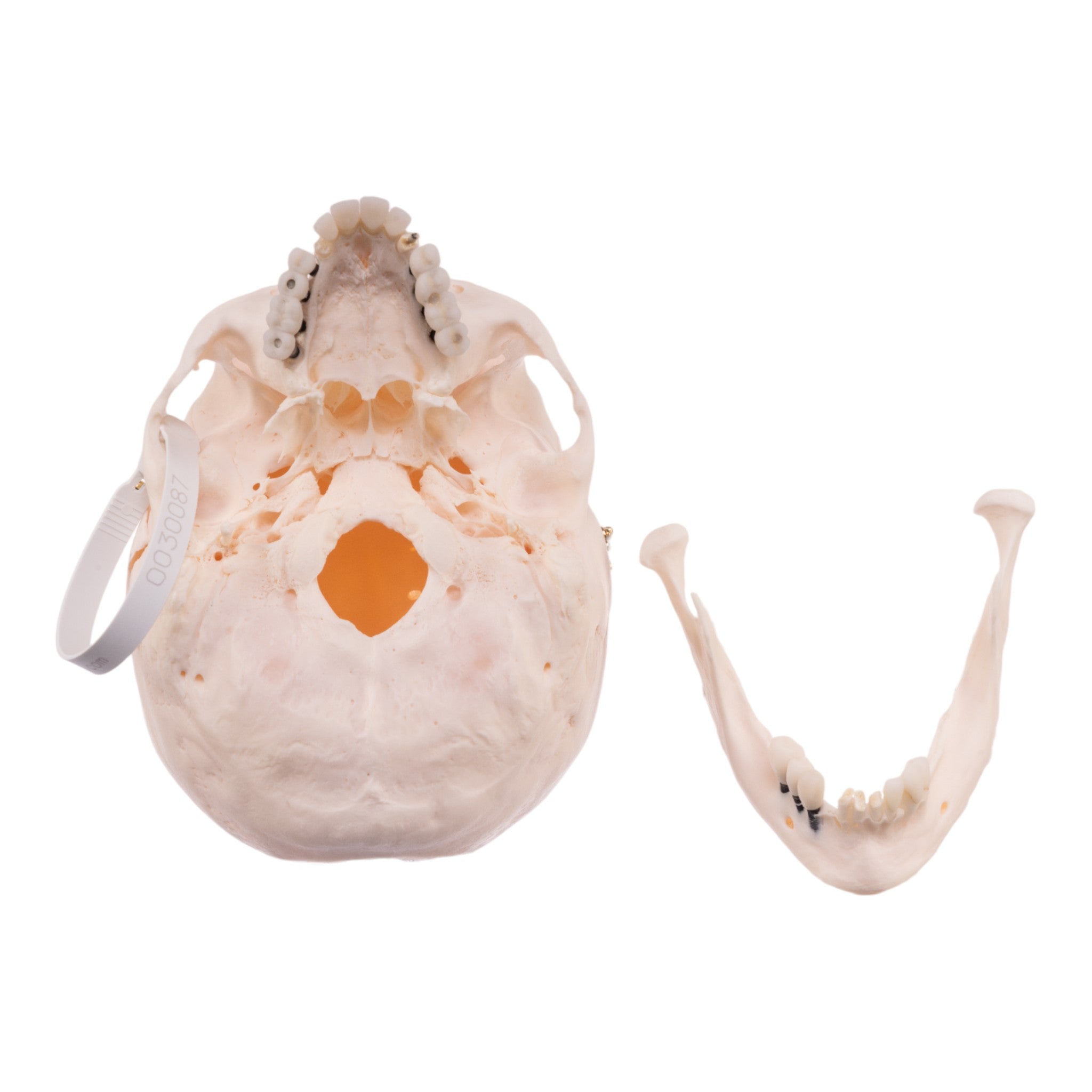 Authentic Human Skull Model for Medical Research, Anatomy Study & Halloween Decor - Perfect for Doctors, Students & Spooky Home Decor