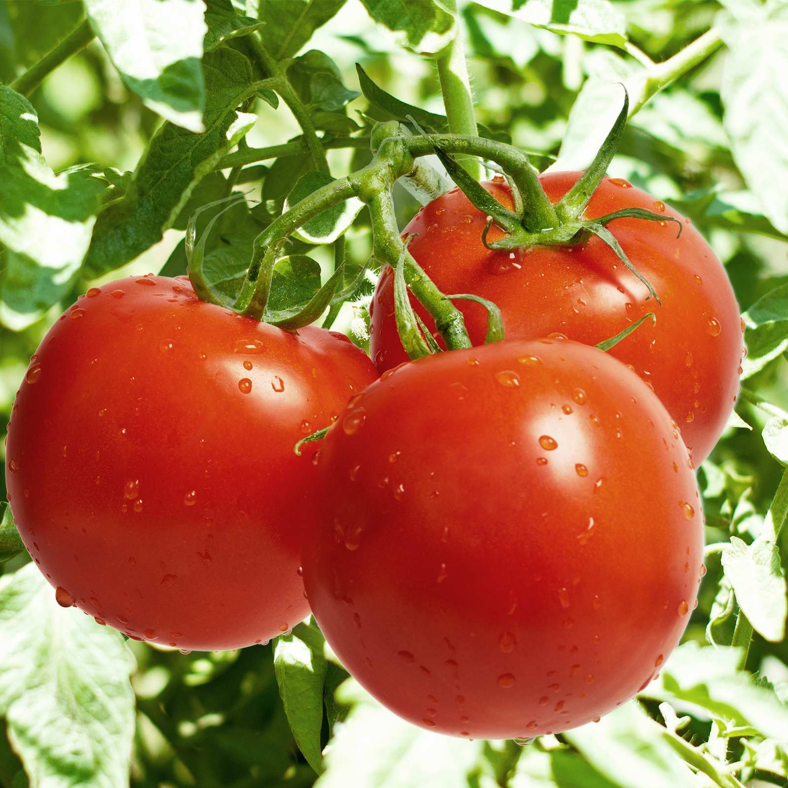 Celebrity Plus Hybrid Tomato Seeds - Non-GMO Vegetable Garden Seeds (1000 Count) - AAS Award Winner for Home Gardening, Canning & Fresh Eating