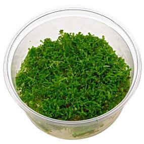 TCulture Rotala Rotundifolia Live Aquarium Plants (TC Cup) - Perfect for Freshwater Fish Tanks, Aquascaping & Planted Aquariums