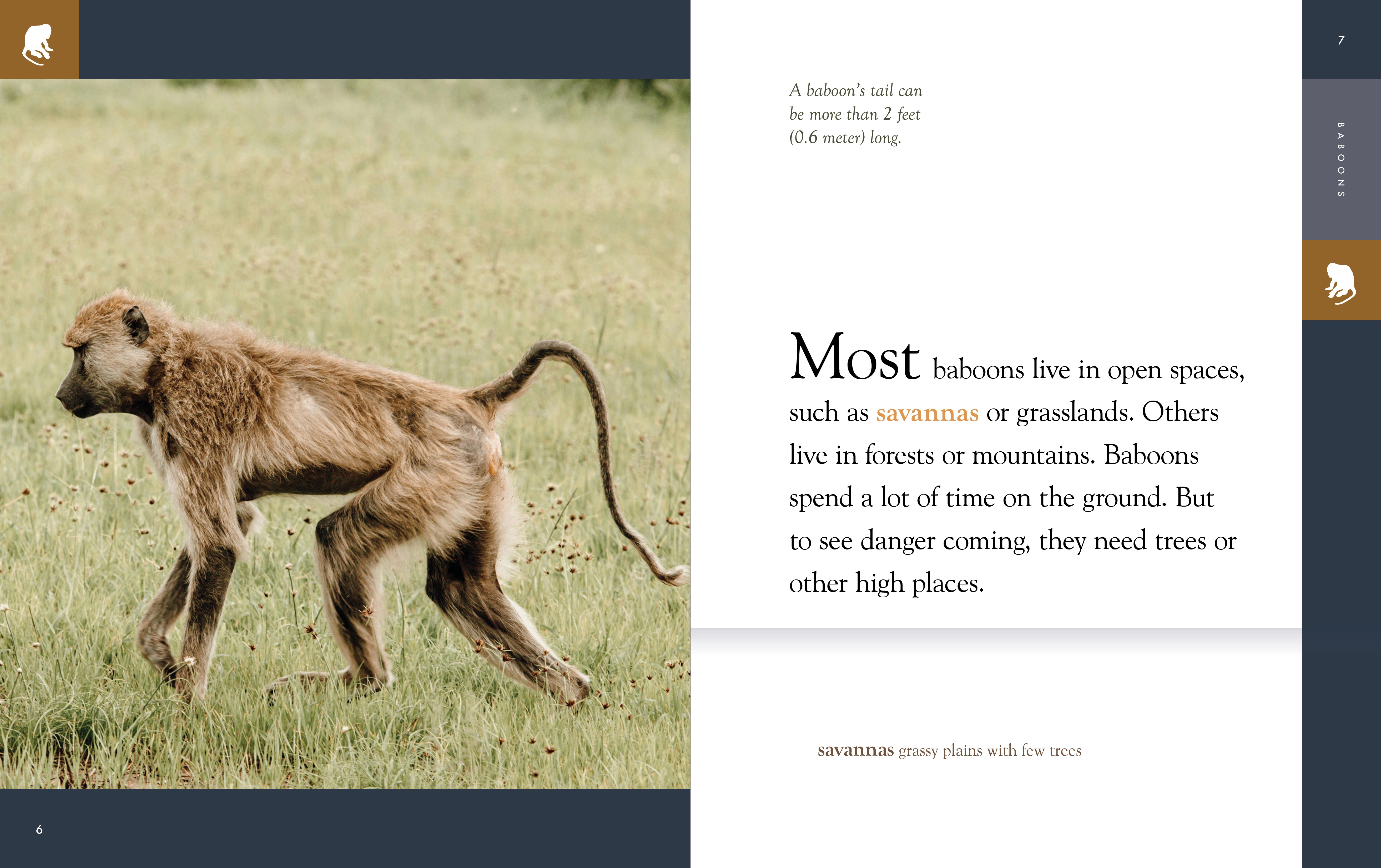 Amazing Baboons: Fascinating Facts and Behaviors of These Intelligent Animals (2025) - Perfect for Wildlife Enthusiasts & Educational Use