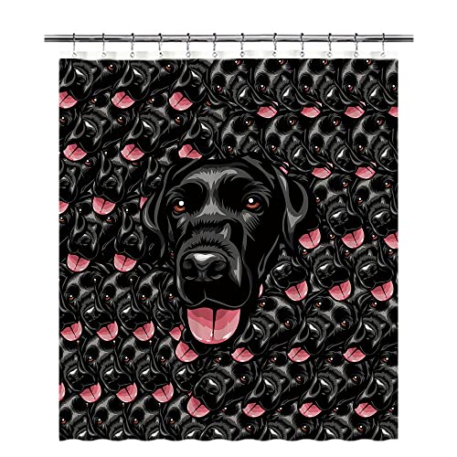 Labrador-2