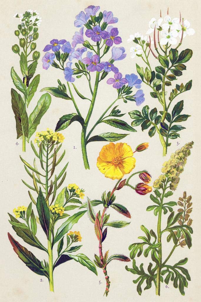 Victorian Botanical Prints - Medicinal & Herbal Plants Wall Art Decor | 16x24 Inch Large Nature Poster | Perfect for Boho Home Decor, Plant Lover Gifts & Aesthetic Room Design