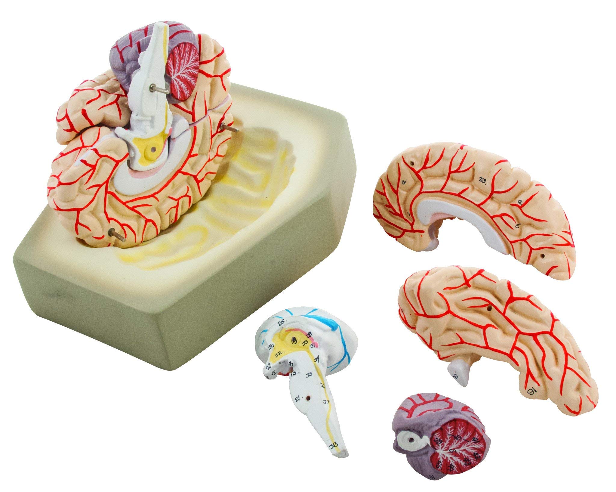 EISCO Life-Size Human Brain Anatomy Model with Arteries - 8-Part Detachable, Hand-Painted Educational Tool with Display Stand | Perfect for Medical Students, Biology Classrooms & Neuroscience Studies