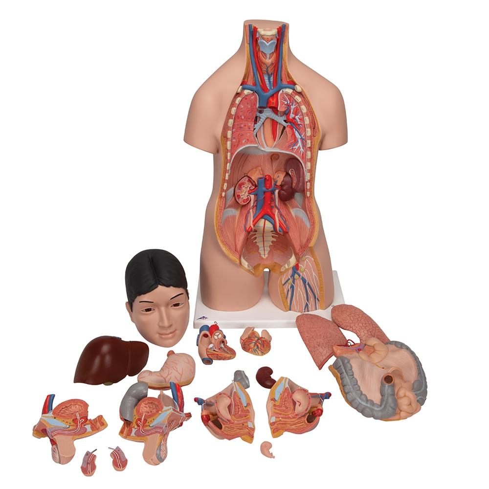 Premium 18-Part Dual Gender Human Torso Model - Detailed Anatomical Study Tool for Medical Students & Professionals | Perfect for Classroom, Lab & Healthcare Training