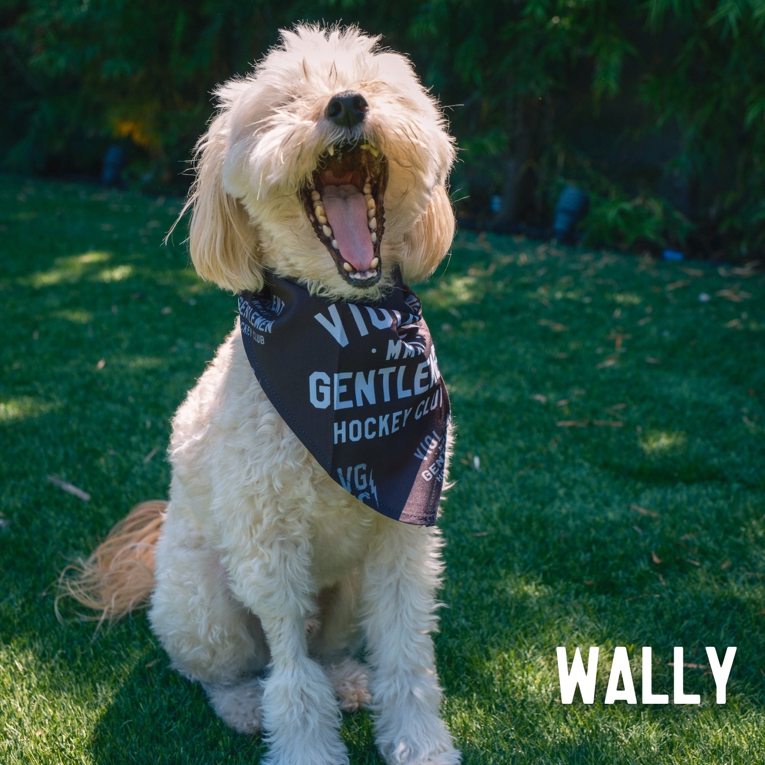 Premium Dog Bandana - Customizable Pet Bandana for Dogs & Cats - Perfect for Pet Grooming, Photos & Special Occasions