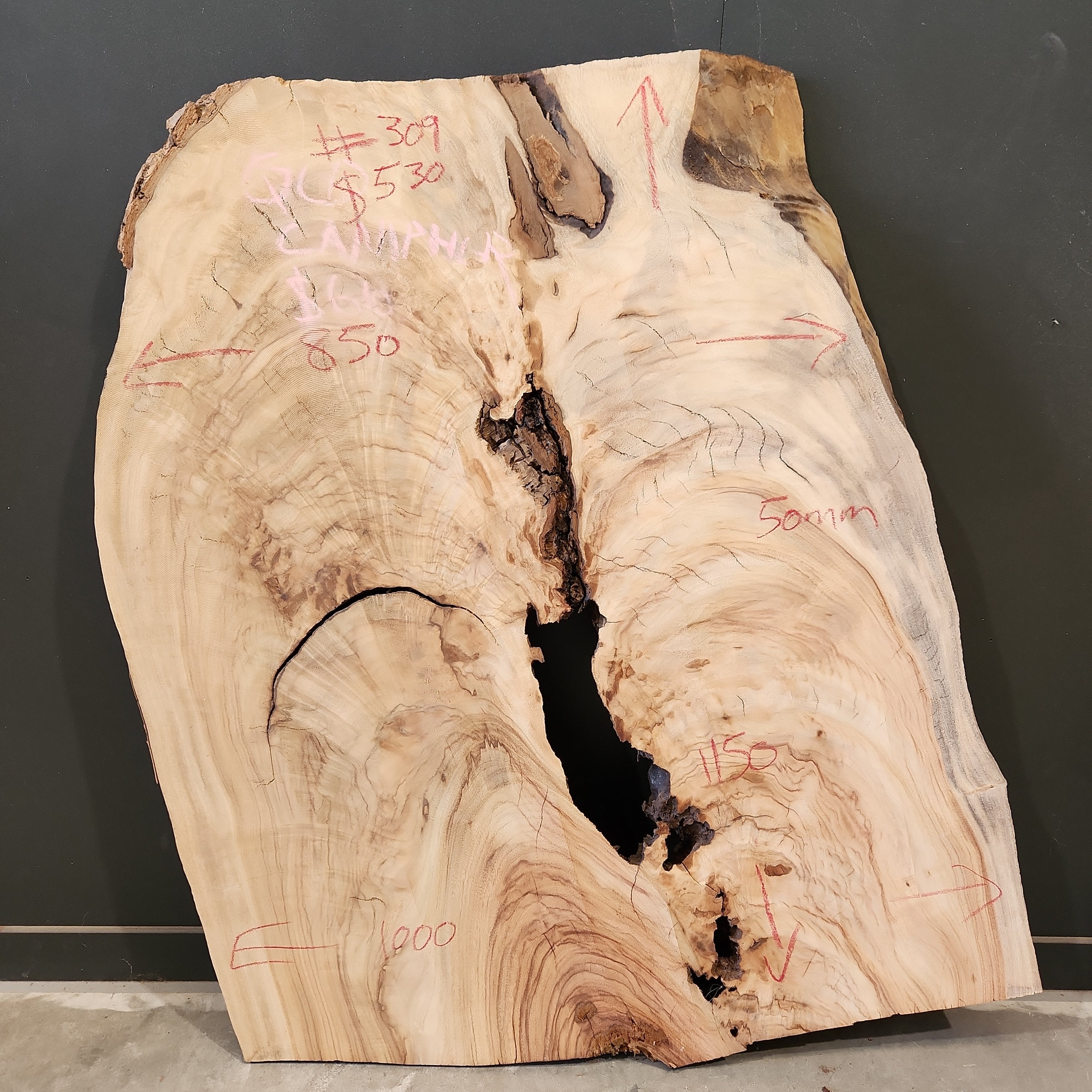 Premium Camphor Laurel Wood Slab 309 - Natural, Durable & Aromatic - Perfect for DIY Projects, Furniture Making & Home Decor