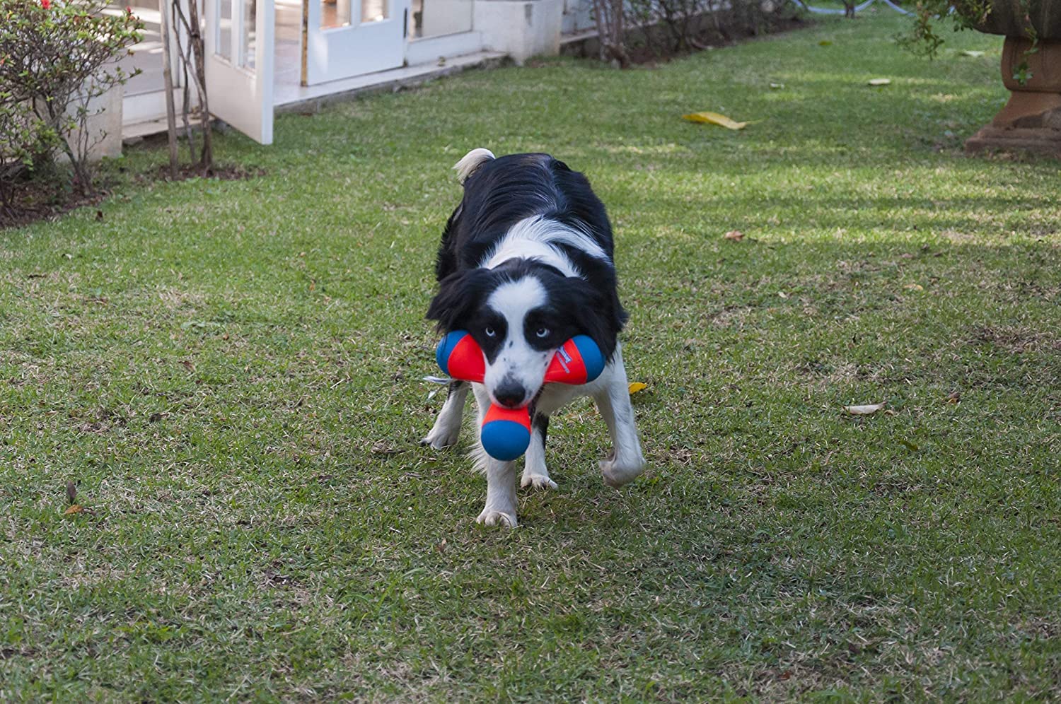 Durable TRI BUMPER Dog Chew Toy - Medium Size (5-Pack) for Aggressive Chewers - Perfect for Fetch, Training & Playtime