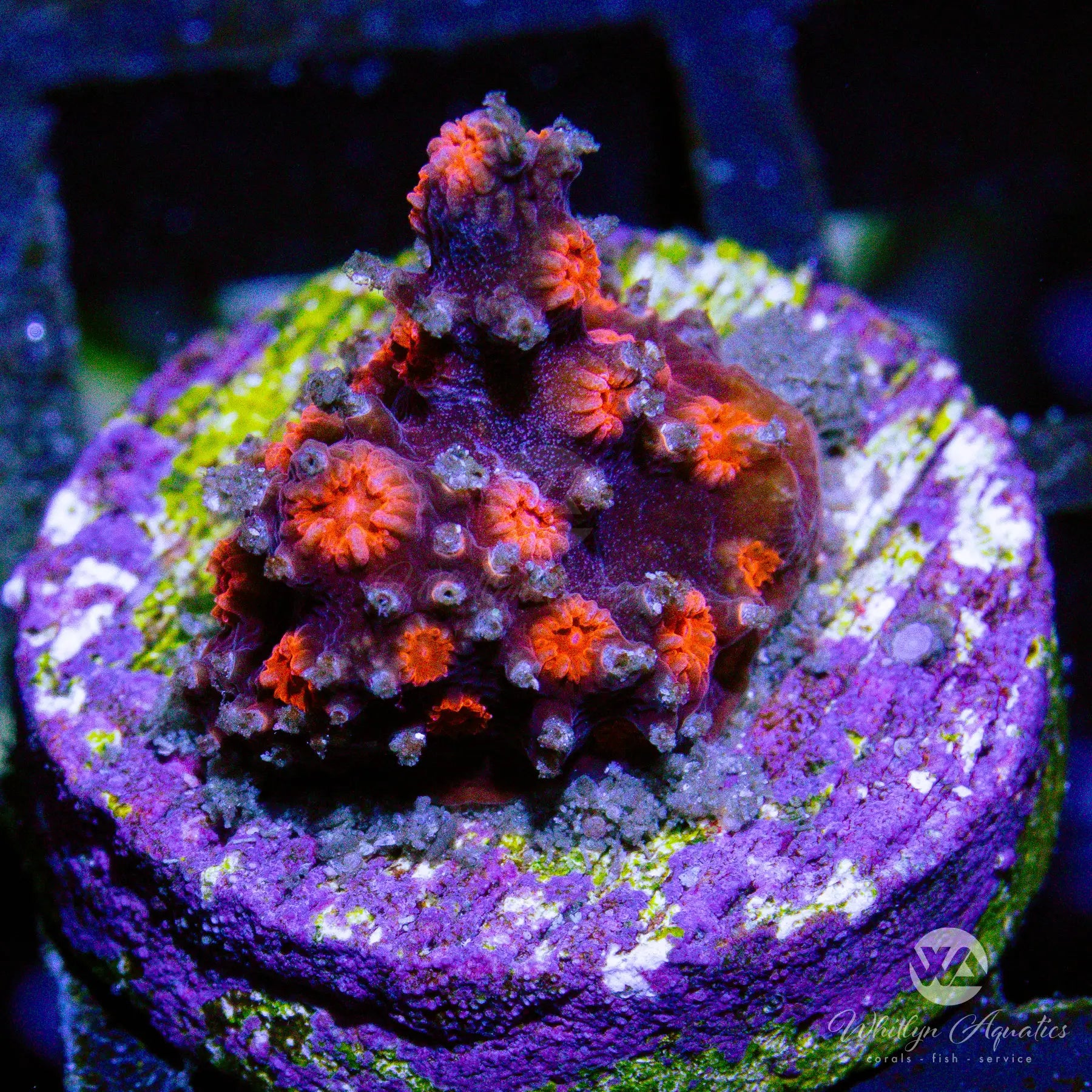 D21 Branching Cyphastrea Coral - WYSIWYG Live Coral for Saltwater Aquariums | Perfect for Reef Tanks & Marine Displays
