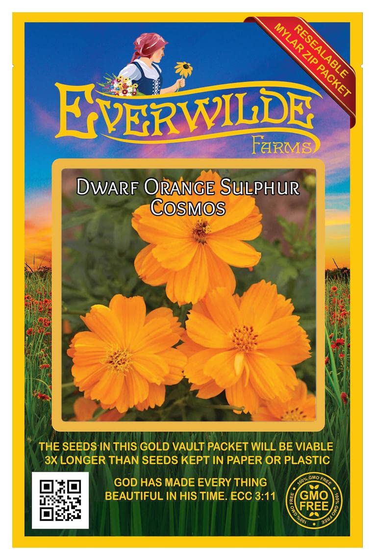 500 Dwarf Orange Cosmos Wildflower Seeds - Premium Gold Vault Jumbo Seed Packet by Everwilde Farms - Perfect for Home Gardens, Landscaping & Pollinator-Friendly Flower Beds