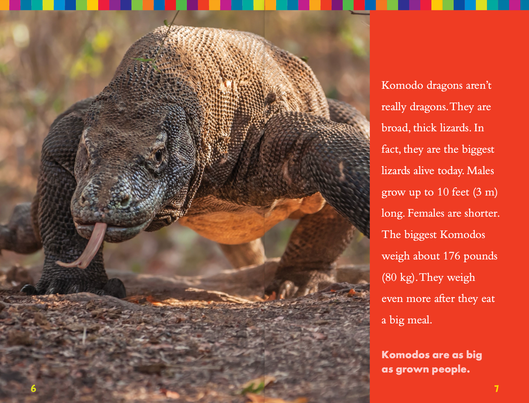 Komodo Dragon Lizards - Large Monitor Reptile Pet for Terrarium & Exotic Animal Enthusiasts | Perfect for Reptile Habitats, Educational Displays & Wildlife Collections