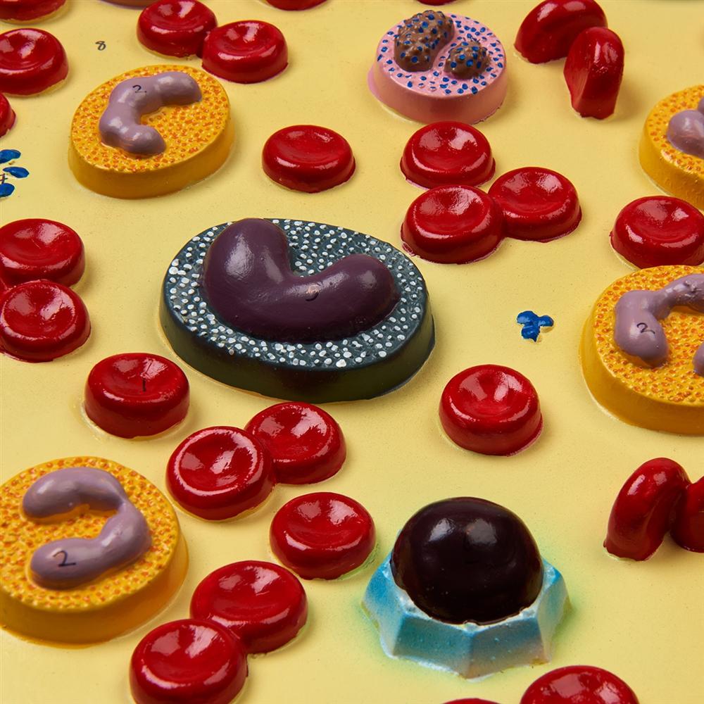 Human Blood Cells Enlarged 2000X - Microscopic View for Science Education & Medical Research - Perfect for Biology Classrooms, Lab Studies & Scientific Presentations