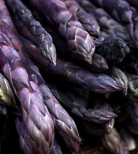 Purple Passion Asparagus Plants - 100 Bare Root Crowns for Planting | Fresh Garden-Grown Asparagus Roots | Perfect for Home Gardens, Landscaping & Organic Farming