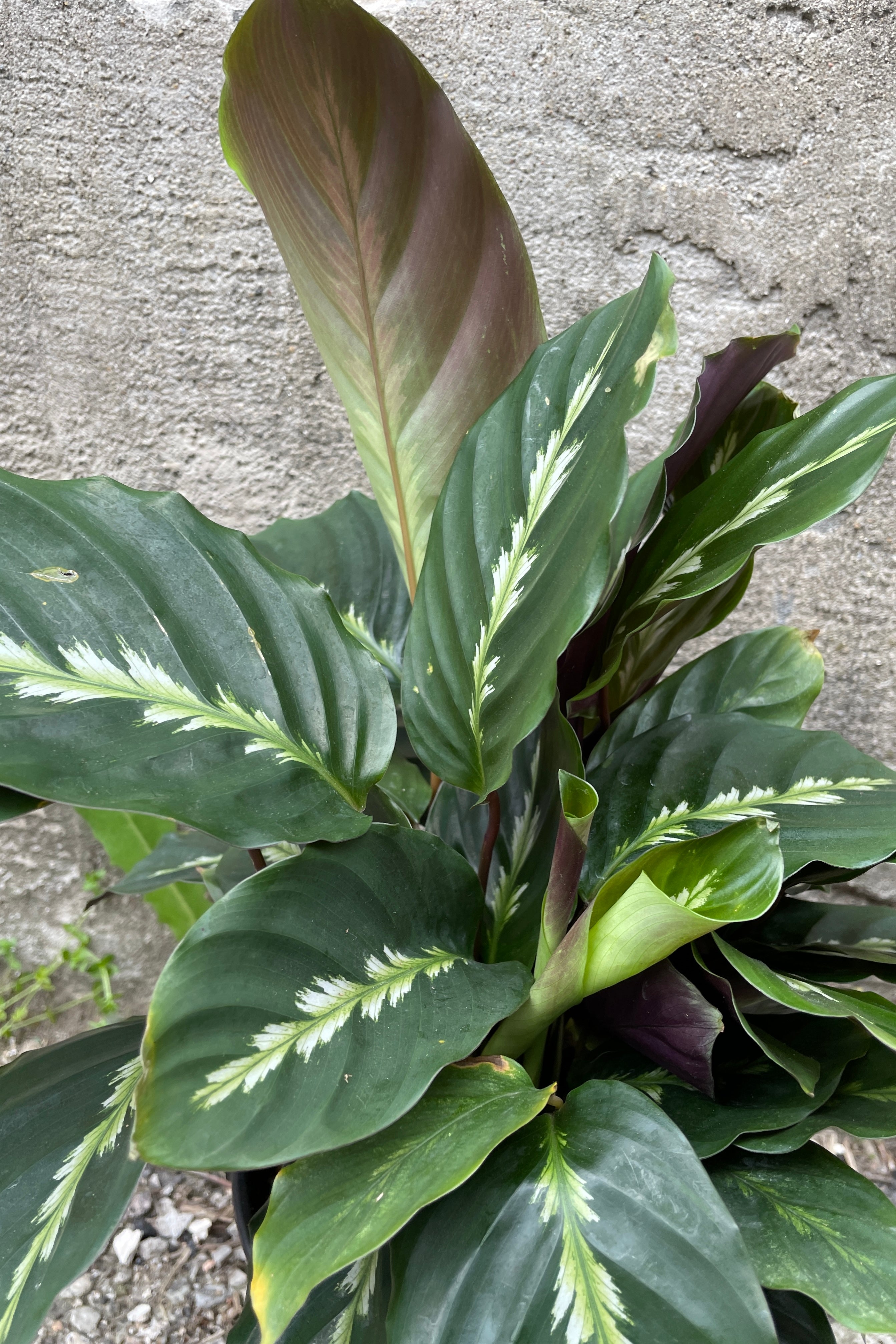 Calathea 'Maui Queen' 6 Inch Live Plant - Rare Tropical Indoor Houseplant with Vibrant Leaves | Perfect for Home Decor, Office Spaces & Low Light Areas