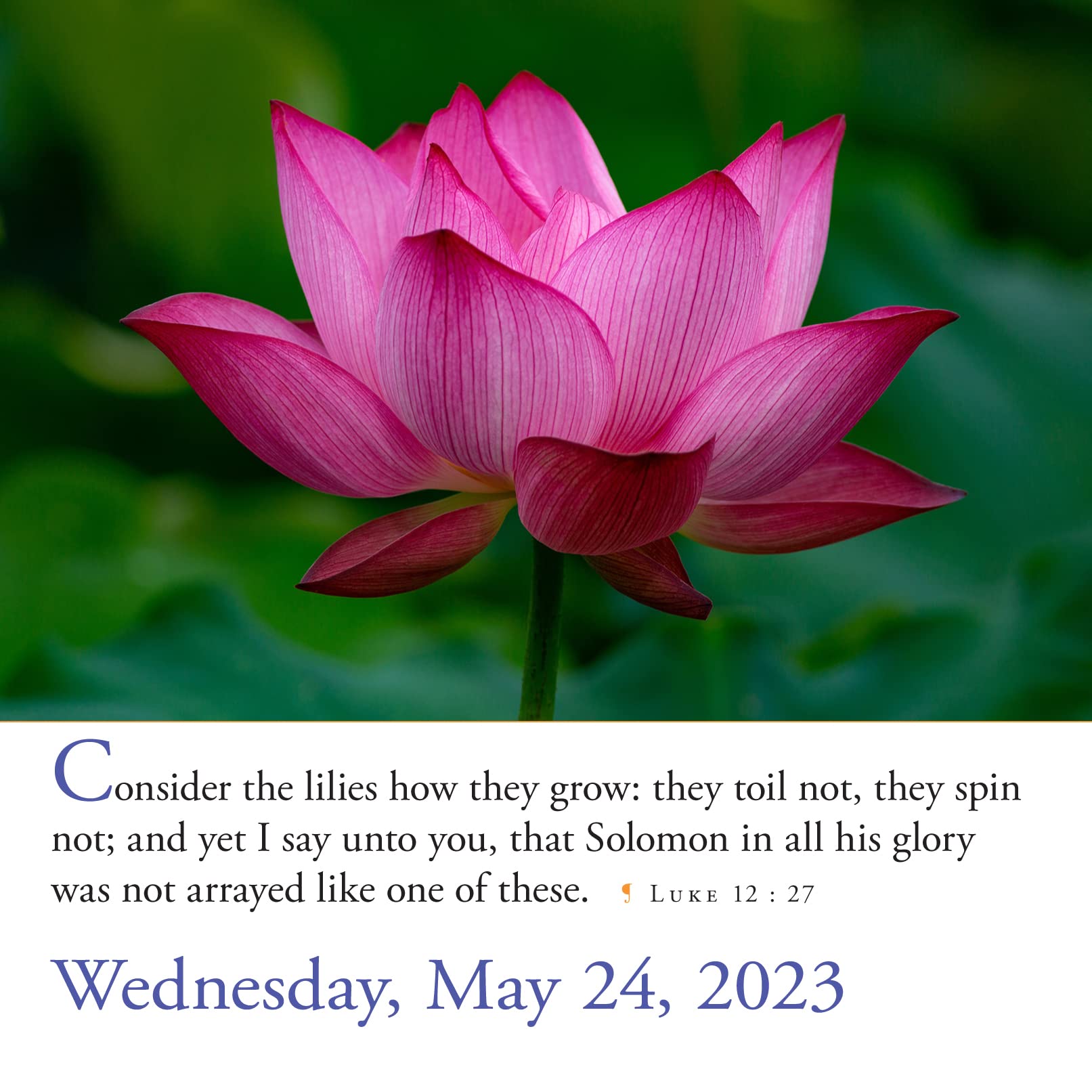 365 Bible Verses-A-Year Page-A-Day Calendar 2023: Daily Scripture Readings for Guidance, Comfort & Inspiration - Perfect for Christian Devotionals, Gift Giving & Home Decor
