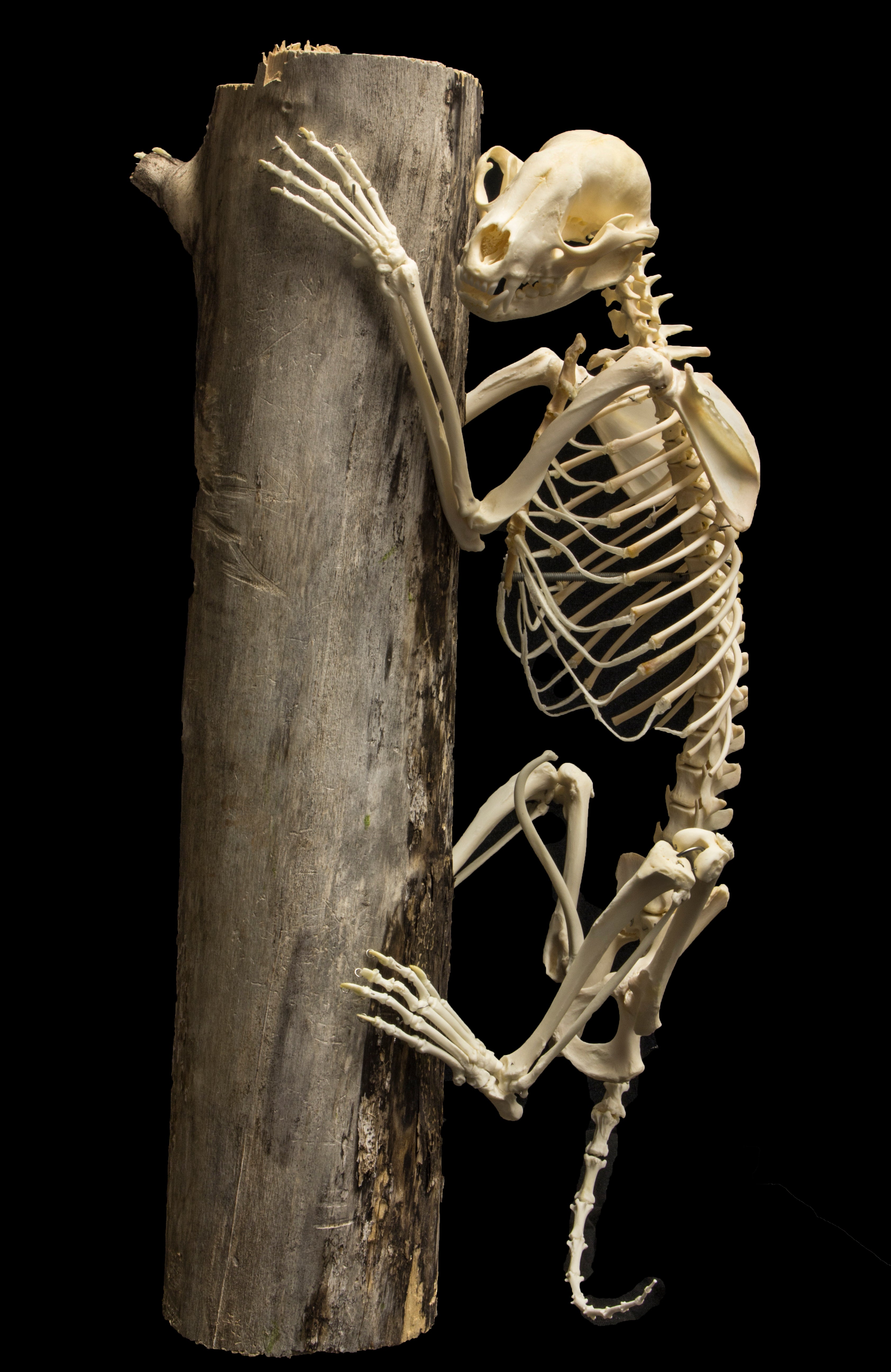 Articulated Real Raccoon Skeleton Specimen - Perfect for Biology Classrooms, Halloween Decor & Oddity Collections