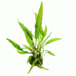 Dennerle Cryptocoryne Usteriana Live Aquarium Plant - Easy Care Aquatic Plant for Freshwater Fish Tanks | Perfect for Aquascaping, Shrimp Tanks & Planted Aquariums