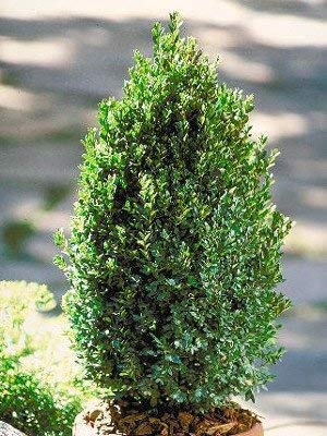 10 Live Green Mountain Boxwood Shrubs - Quart Container Plants for Landscaping, Privacy Hedges & Garden Borders | DAS Farms (Excluding California) | Perfect for Front Yard Decor, Foundation Planting & Topiary Designs