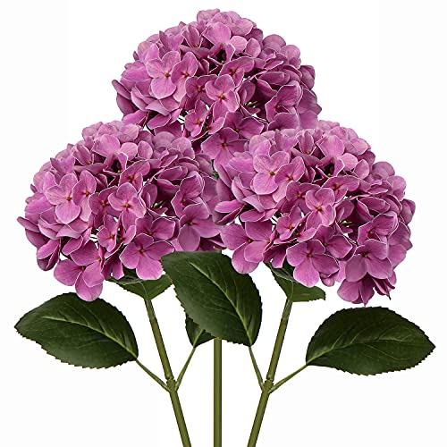 Purple #3