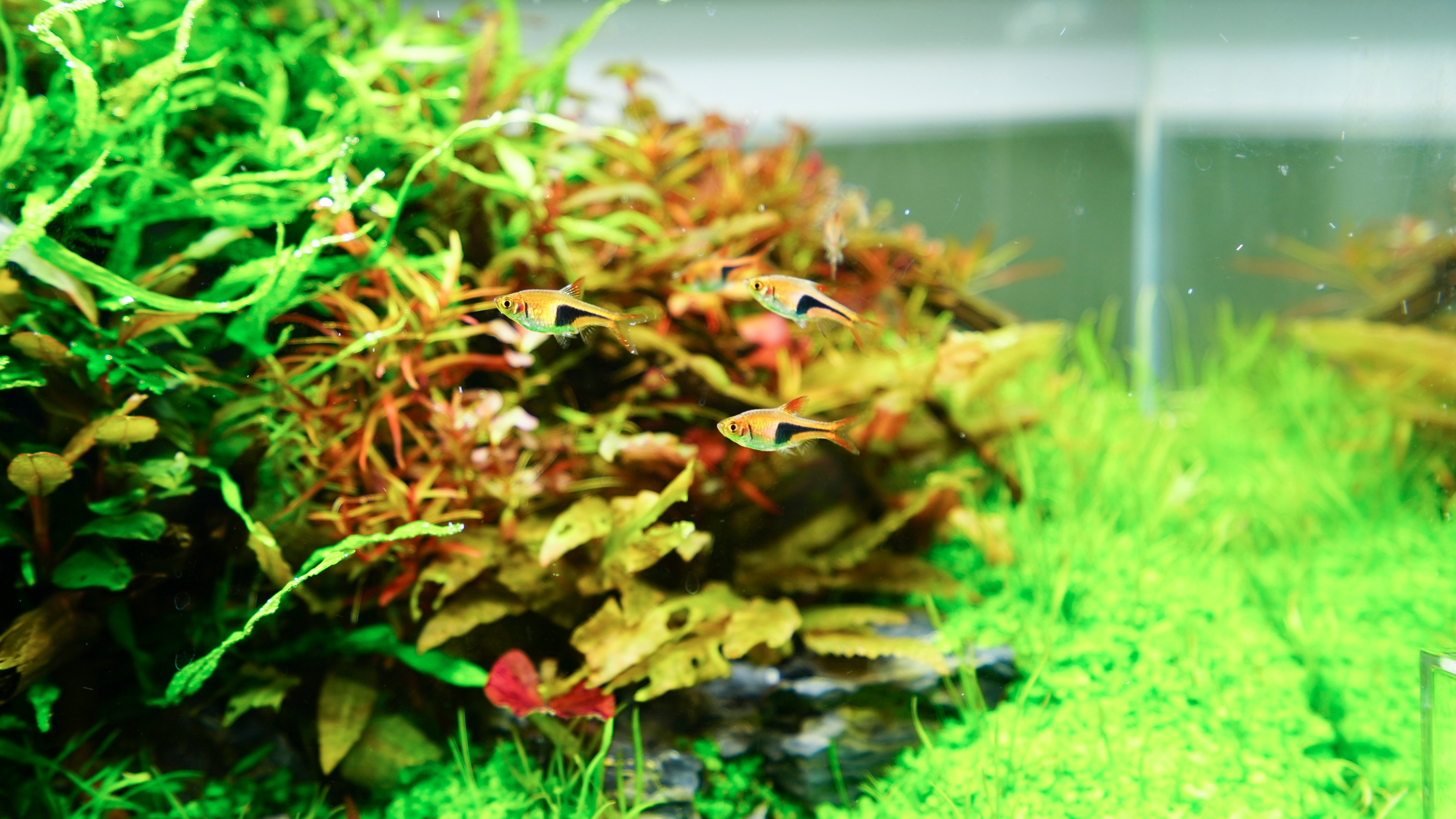 Chihiros AII Series LED Aquarium Light - Full Spectrum Plant Growth Light for Freshwater Tanks | Perfect for Aquascaping, Reef Tanks & Aquatic Plant Cultivation