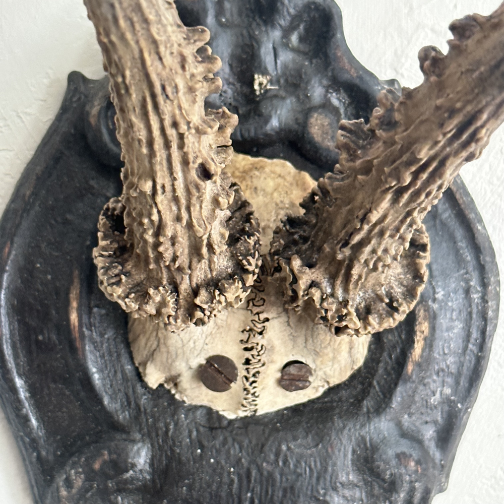 Black Forest Antlers on Carved Wood Plaque - Handcrafted Deer Antler Decor (#557) - Perfect for Cabin, Lodge, and Hunting Room Wall Decor