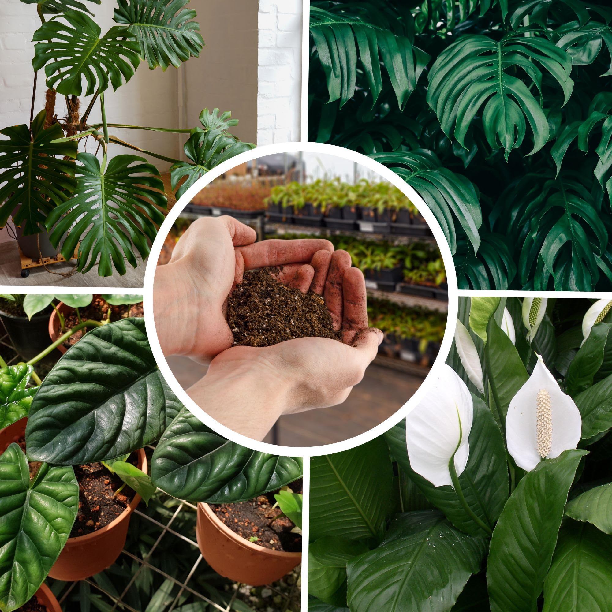 Premium Tropical House Plant Potting Soil Mix - 2 Quarts | Nutrient-Rich Blend for All Indoor Plants | Perfect for Monstera, Pothos & Philodendron | Ideal for Repotting & Healthy Growth