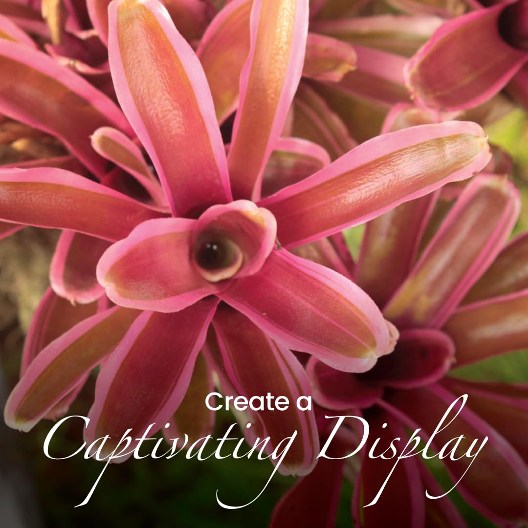 Live Bromeliad Fireball Neoregelia Plant in 6