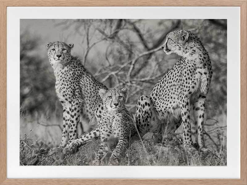Cheetah Tribe Framed Art Print - Premium Wildlife Wall Decor for Living Room, Bedroom & Office - Perfect for Home & Office Decor
