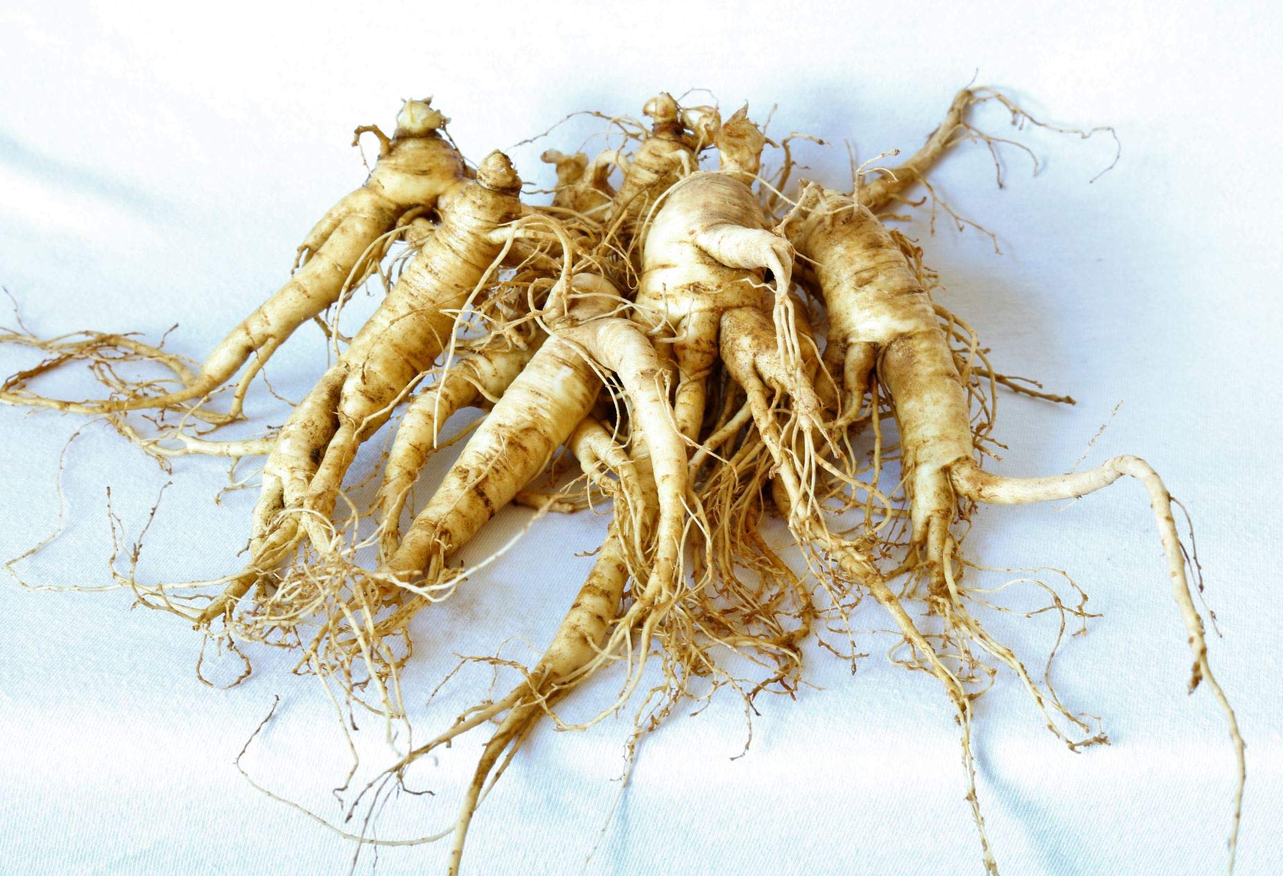 Premium American Ginseng Transplant Roots - High-Quality Seed Producing Plants (25 Pack) for Herbal Tea, Natural Remedies & Gardening