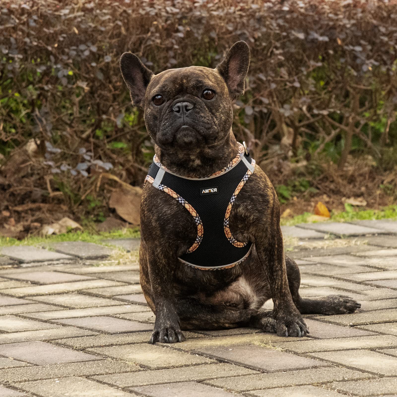 AMTOR No-Pull Small Dog Harness with Leash Set - Escape Proof Step-in Vest for Puppy Training & Walking - Reflective Soft XS/S/M/L/XXS Dog Harness (Black & Yellow) - Perfect for Outdoor Adventures, Night Walks & Pet Safety