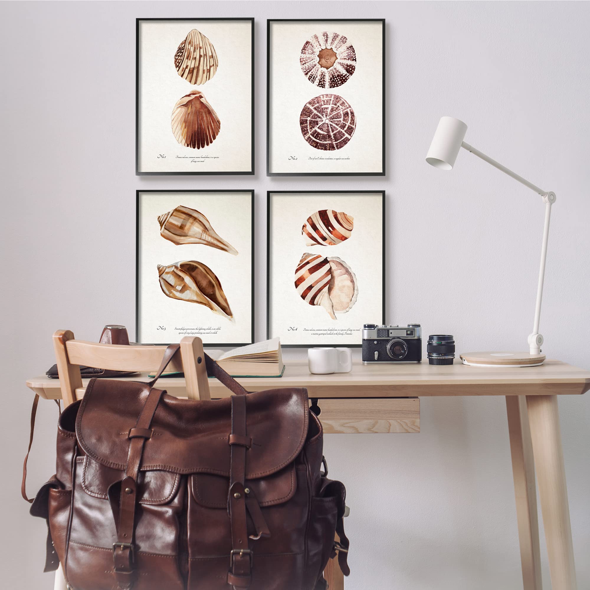 Stupell Industries Elegant Beach Seashells Wall Art - Exquisite Marine Life Coastal Decor by Annie Warren | Perfect for Beach House, Bathroom & Nautical Themed Rooms