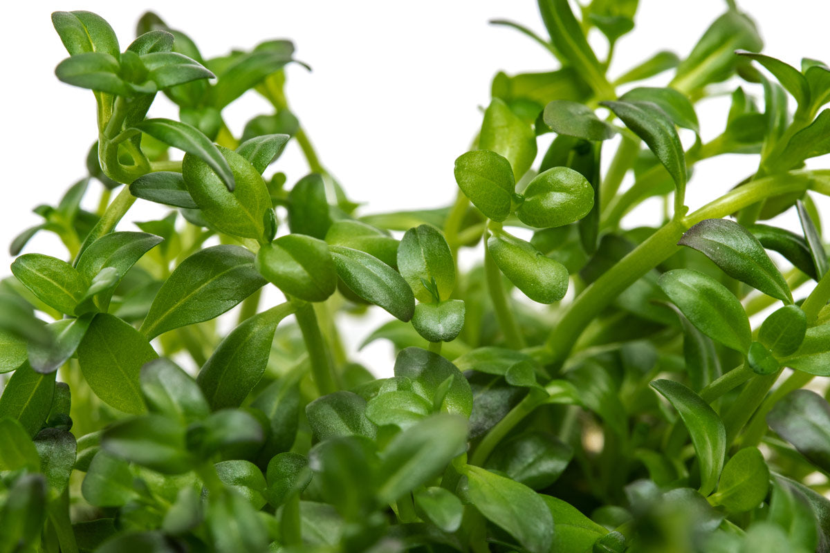 Rotala Florida Sunset Aquatic Plant for Aquariums - Live Freshwater Plant for Fish Tanks, Aquascaping, and Aquatic Gardens (Perfect for Nano Tanks, Shrimp Tanks, and Planted Aquariums)