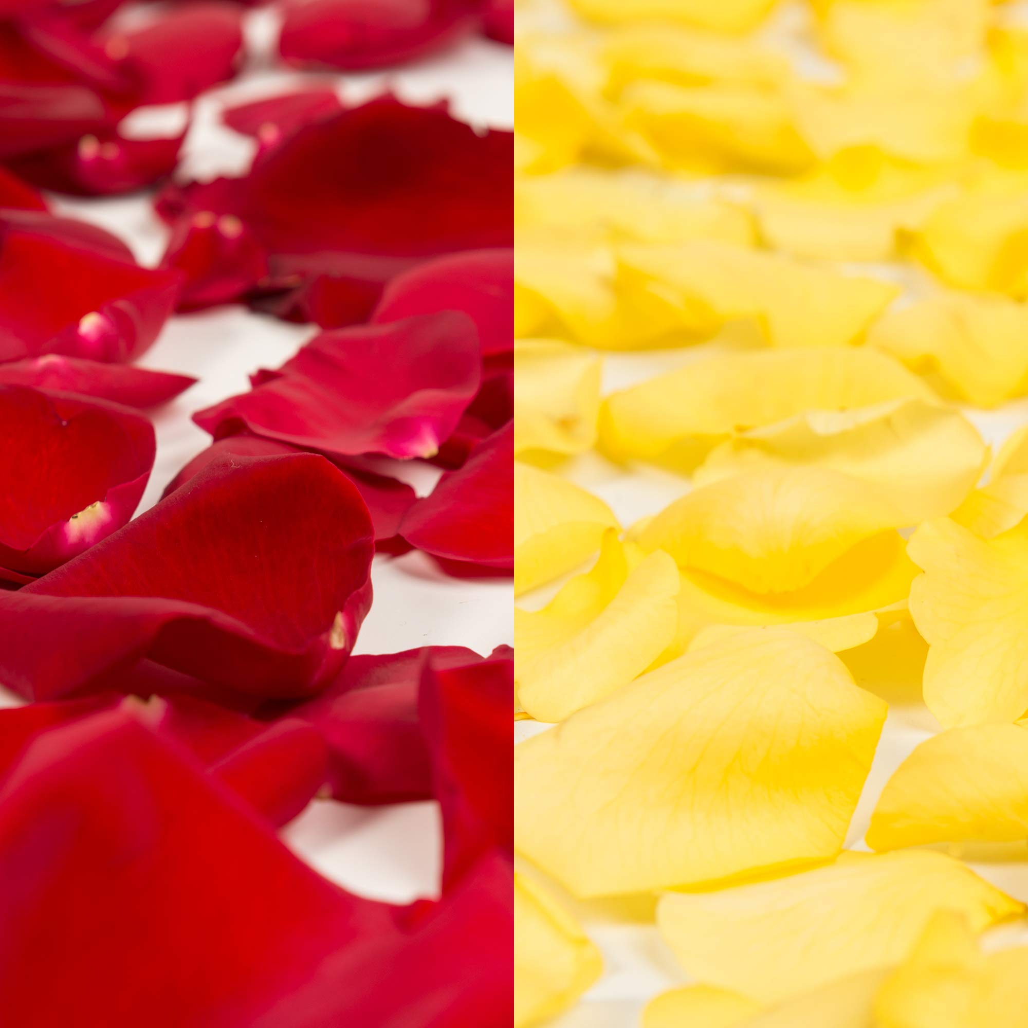 Premium Red & Yellow Rose Petals - 3000 Count Bulk Pack for Weddings, Events & DIY Decor
