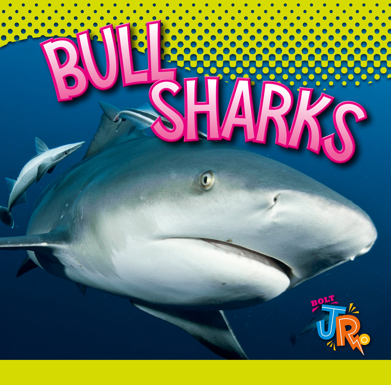 Bull Sharks Book - 9781623107888 - Explore Marine Life & Shark Facts for Kids & Adults - Perfect for Education & Ocean Enthusiasts