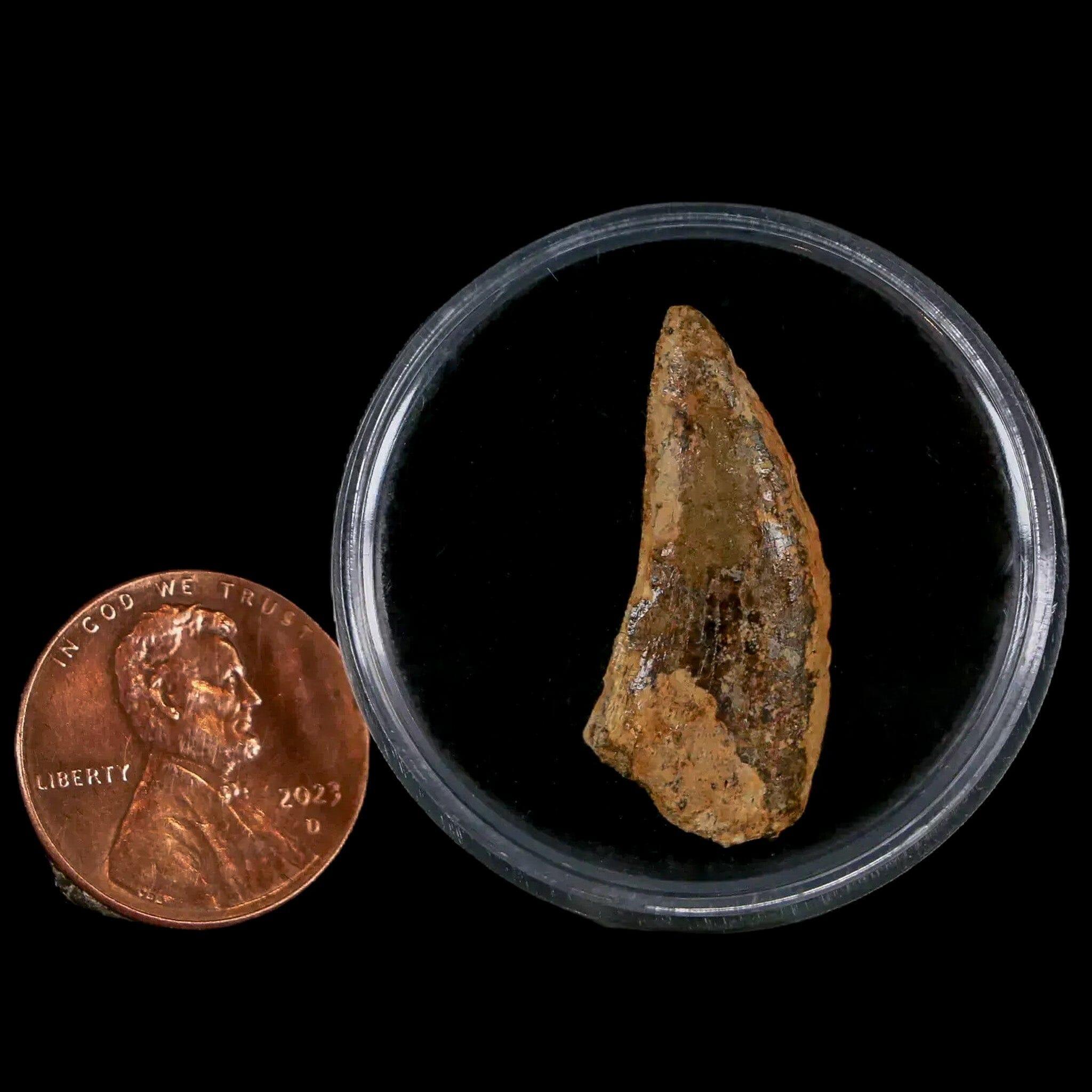 Authentic Nanotyrannus Tyrannosaurus Fossil Tooth - Rare Dinosaur Fossil from Lance Creek, Wyoming with COA - Perfect for Paleontology Collections & Educational Displays