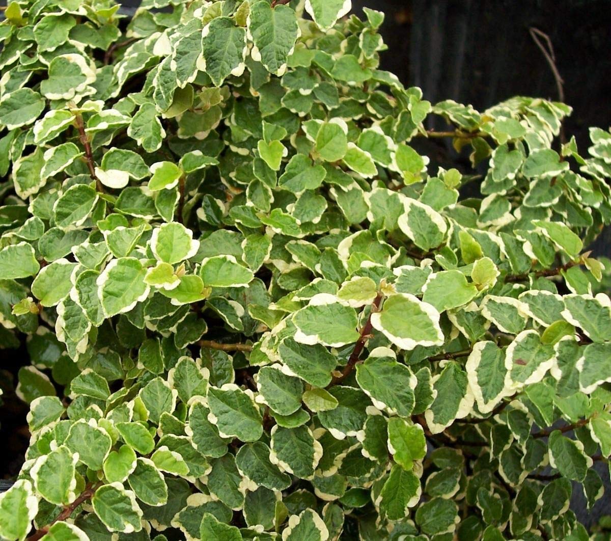 Variegated Creeping Fig Vine (Ficus Pumila Variegata) - 3 Live Fully Rooted 2 Inch Plants - Fast Growing Climbing Ivy for Indoor/Outdoor Gardens, Walls, and Trellises