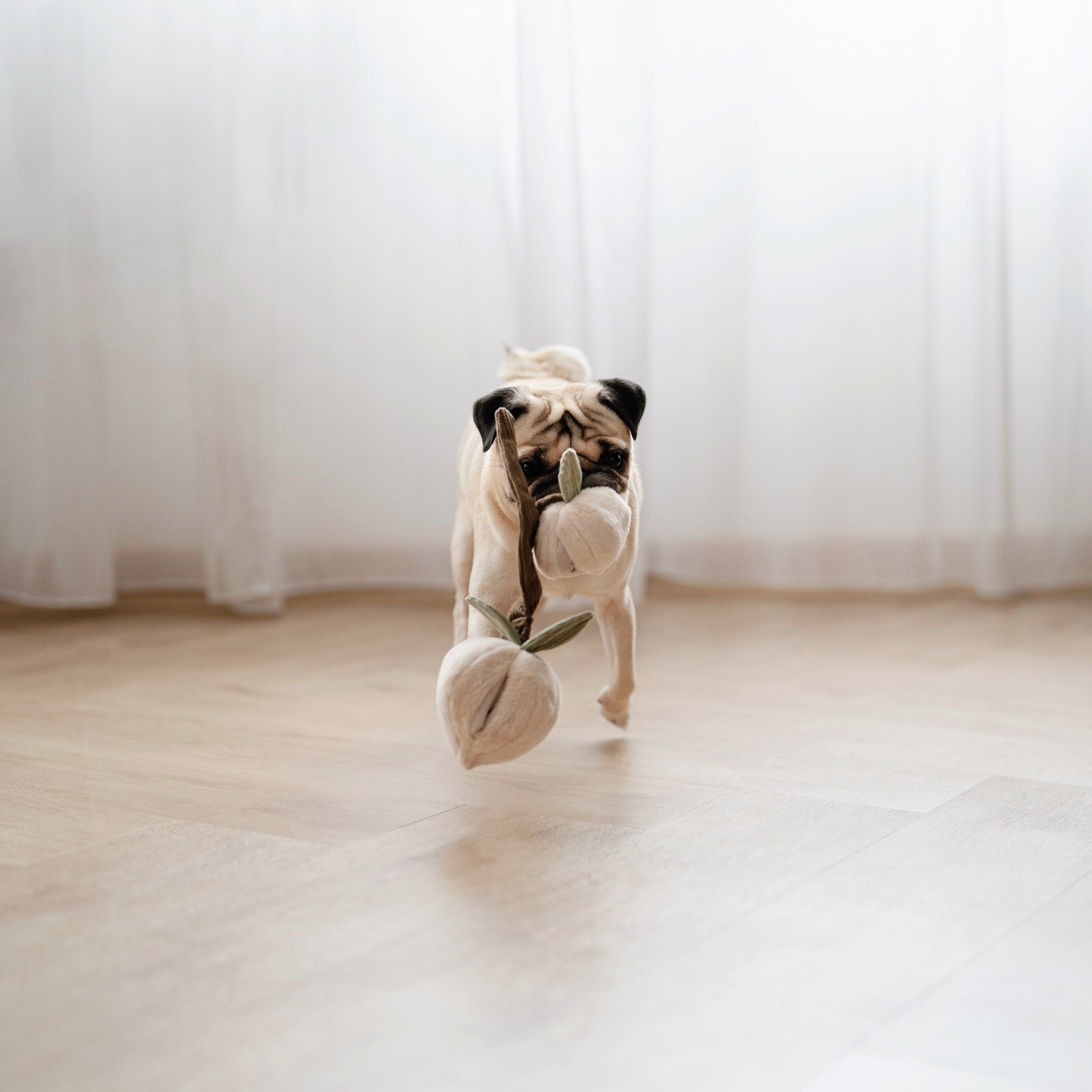 Momo - High-Quality Pet Toys for Dogs & Cats - Interactive Chew Toys for Puppies & Kittens - Durable & Safe for Indoor & Outdoor Playtime
