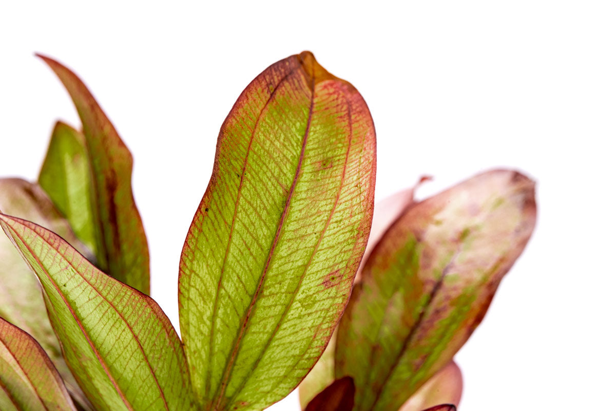 Echinodorus Devil Eye Live Aquarium Plant - Easy Care Aquatic Plant for Fish Tanks, Ponds & Aquascaping | Perfect for Beginners & Planted Aquariums