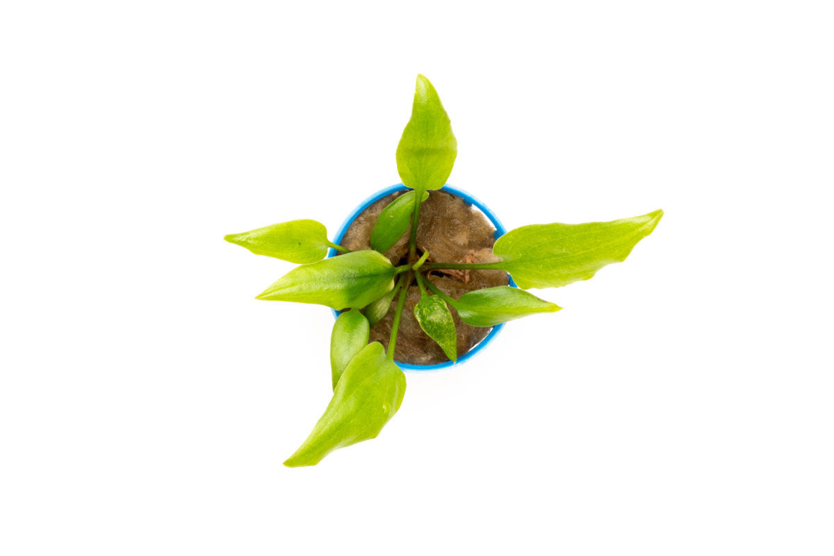 Cryptocoryne Dewitii Live Aquarium Plant - Easy Low Light Aquatic Plant for Fish Tanks & Aquascaping | Perfect for Beginners & Shrimp Tanks