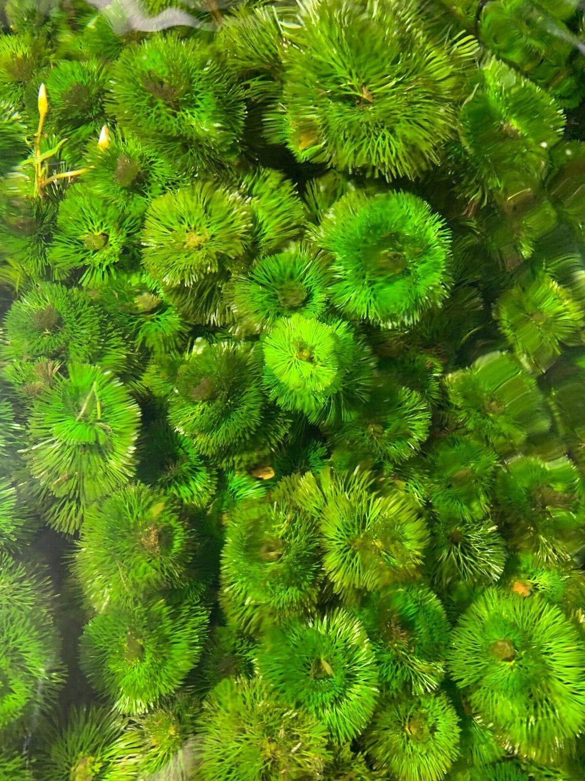 Heavy Torch Cabomba Pulcherrima Live Aquarium Plant (6-10 inches) - Fish Tank Decorations, Aquatic Plants for Freshwater Tanks, Indoor House Plants & Terrarium Kits - Perfect for Aquascaping, Home Decor & Aquatic Ecosystems