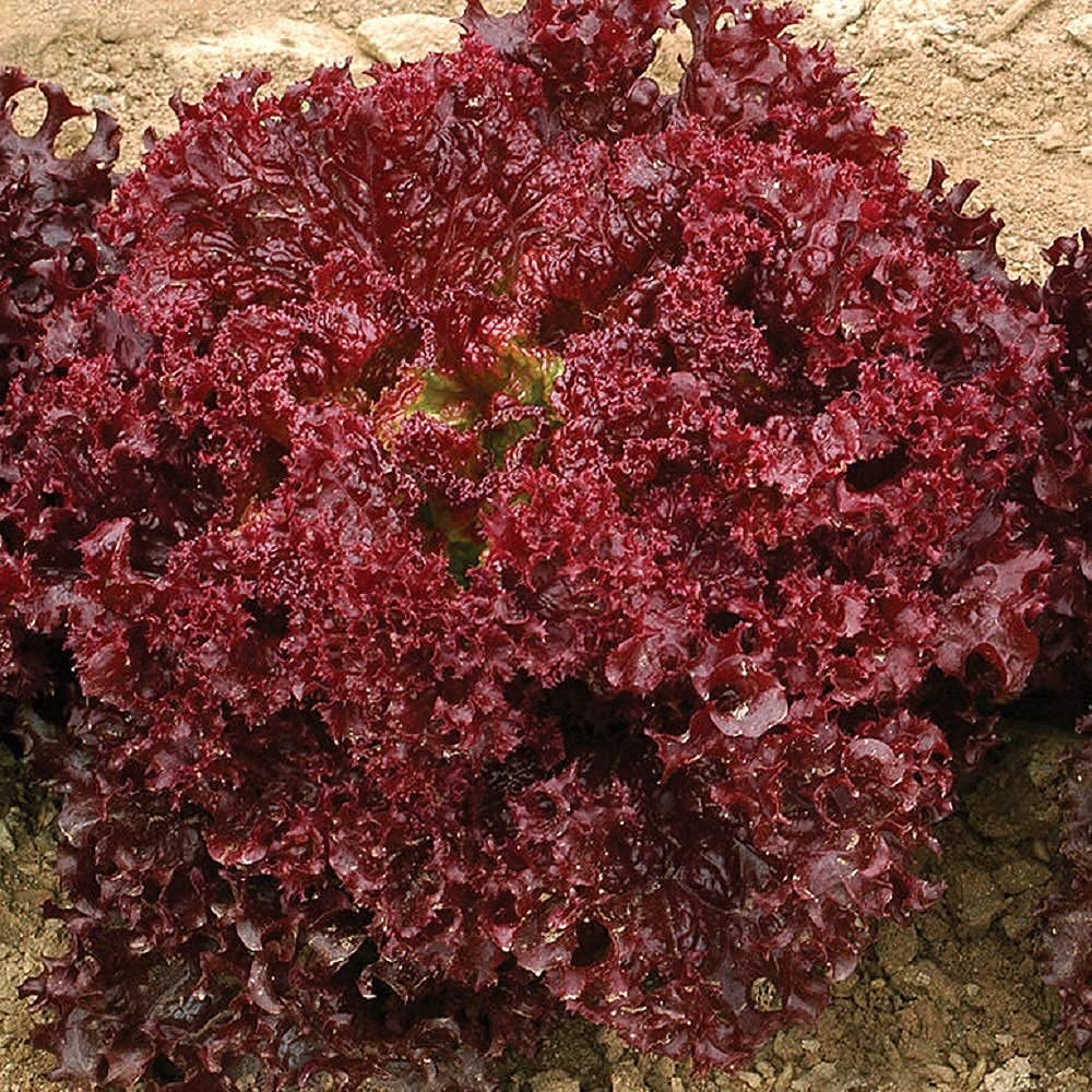 David's Garden Seeds Lettuce Oakleaf Lollo Rossa 50 Non-GMO Heirloom Seeds for Organic Gardening, Homegrown Salad Greens, and Fresh Healthy Eating