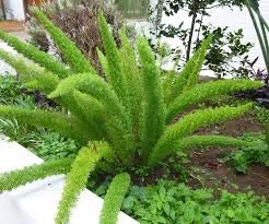 Premium Asparagus Fern Seeds Mix (15 Count) - Includes Asparagus Sprengeri, Plumosa & Meyeri Varieties - Perfect for Indoor Houseplants, Hanging Baskets and Garden Landscaping