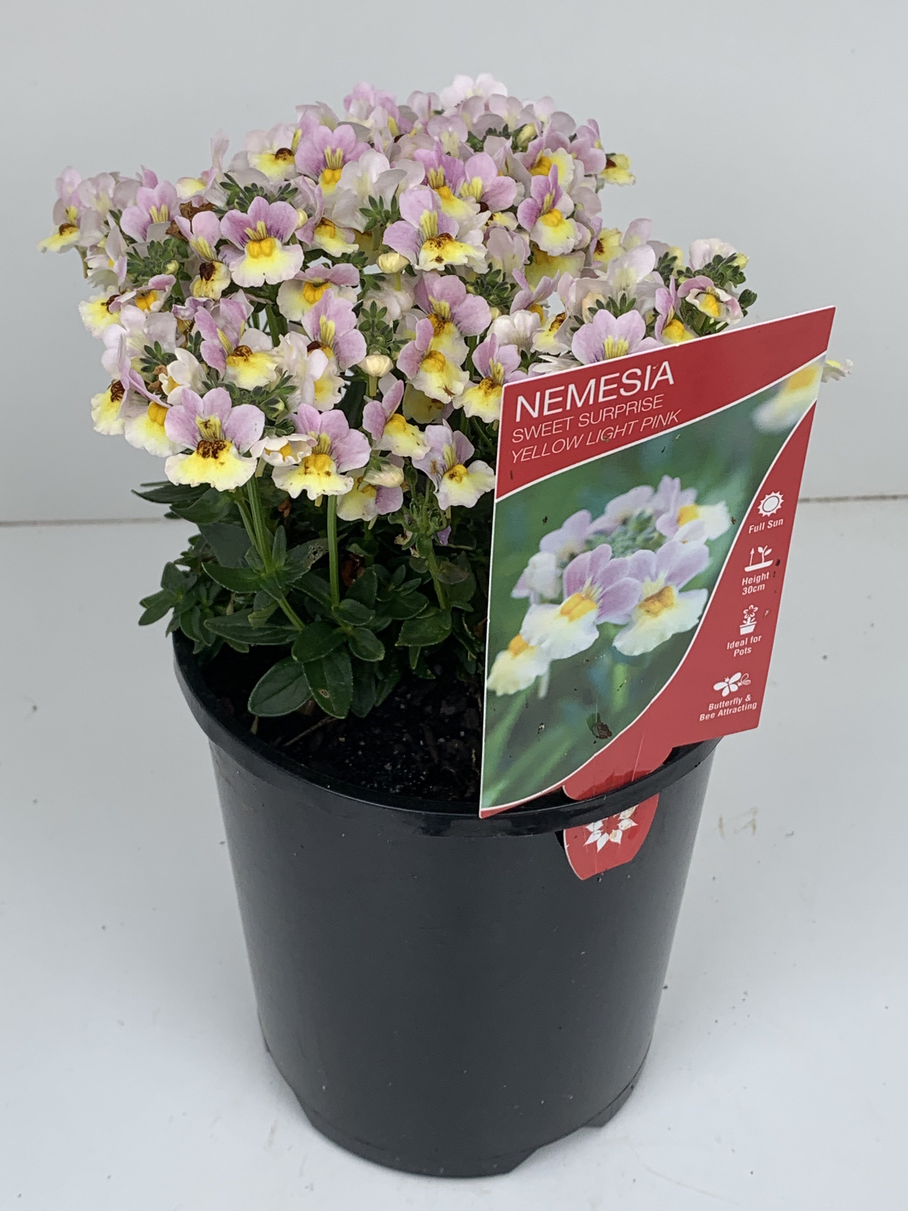 Nemesia 'Sweet Surprise' Yellow Light Pink Flowers - Fragrant Annual Plants for Garden Beds, Borders & Containers | Perfect for Outdoor Landscaping & Patio Decor