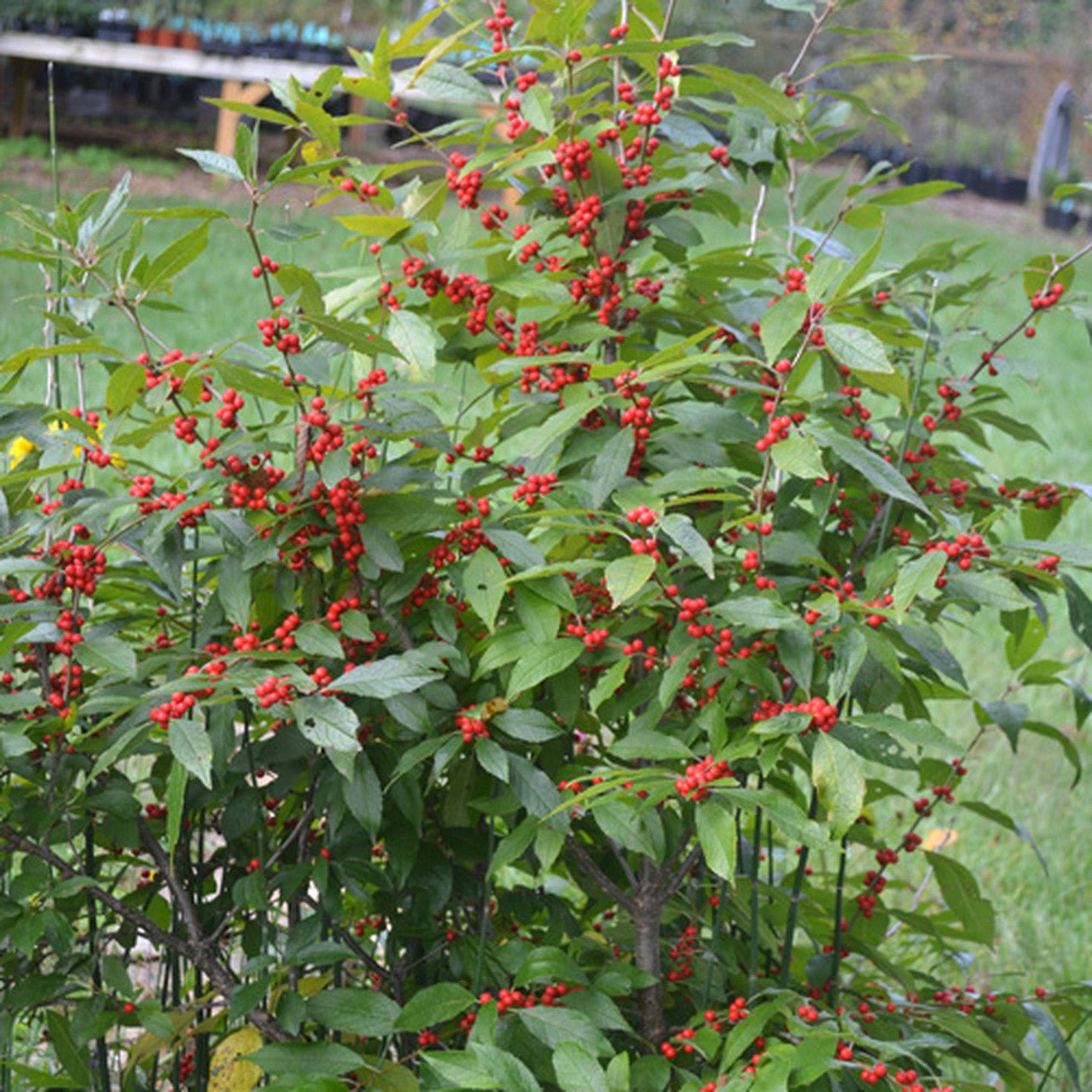 Winterberry Holly (Ilex verticillata) - Deciduous Shrub with Vibrant Red Berries for Winter Landscaping and Holiday Decorations