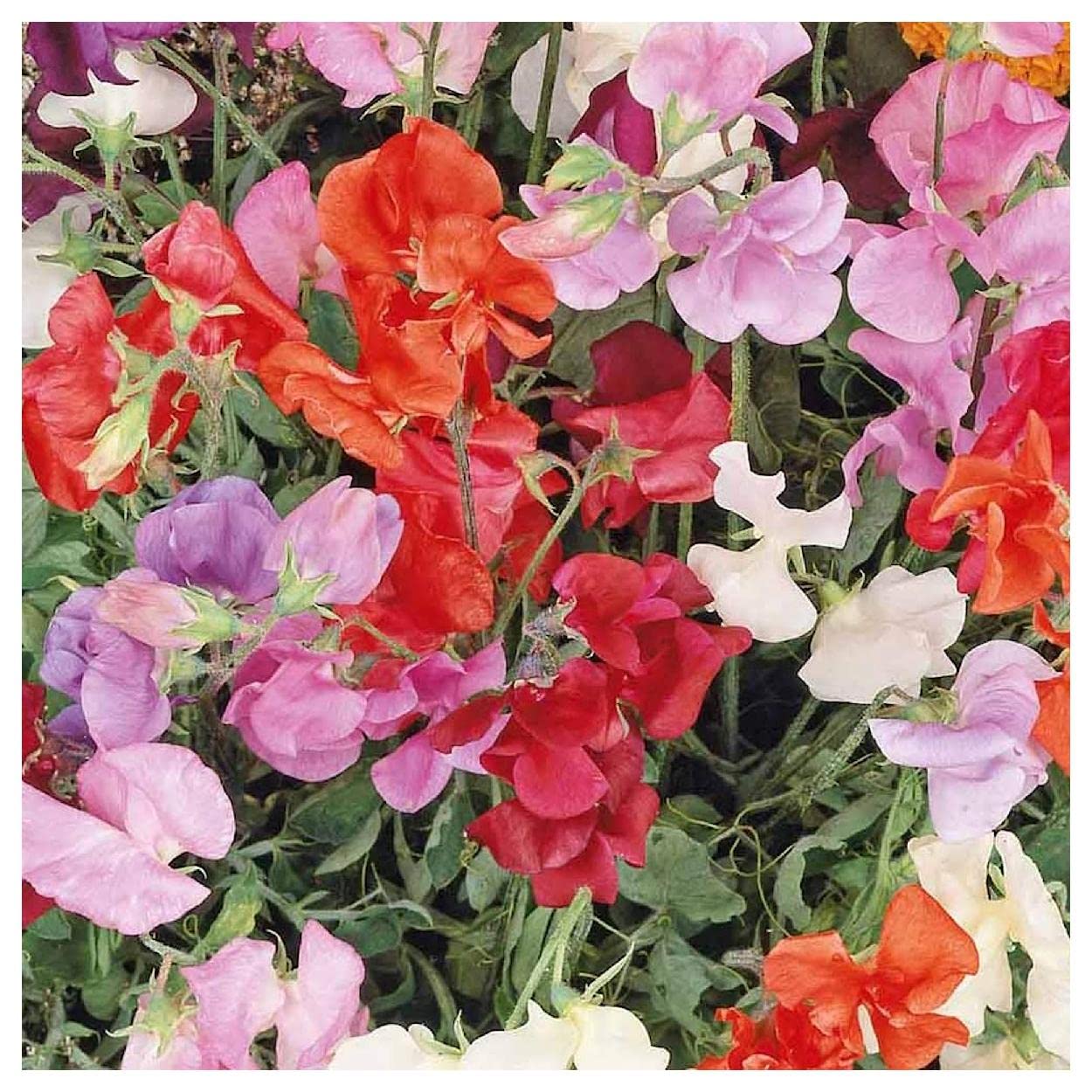 Everwilde Farms - 1 Lb Knee High Mix Sweet Pea Wildflower Seeds - Gold Vault Pack - Perfect for Garden Borders, Cutting Gardens & Pollinator Habitats