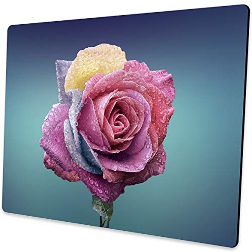 Colorful rose