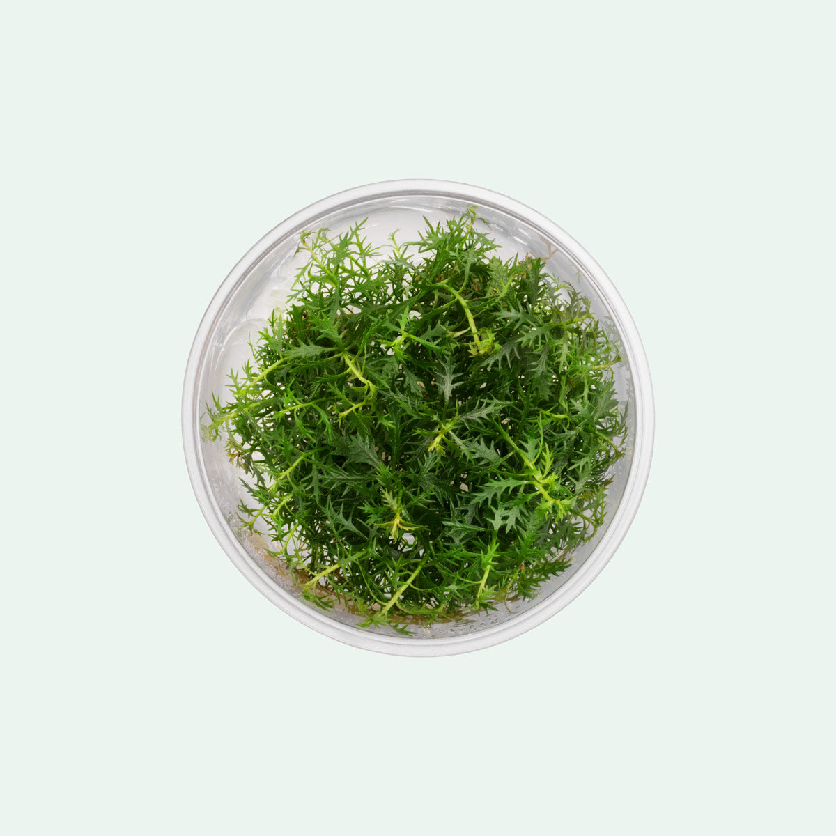 Proserpinaca Palustris Aquatic Plant for Freshwater Aquariums - Perfect for Aquascaping and Fish Tank Decoration