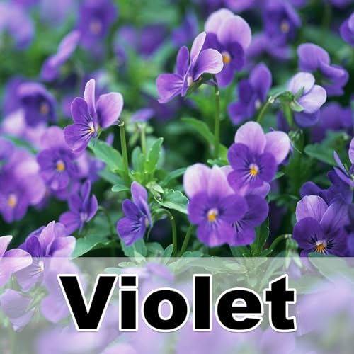 Violet