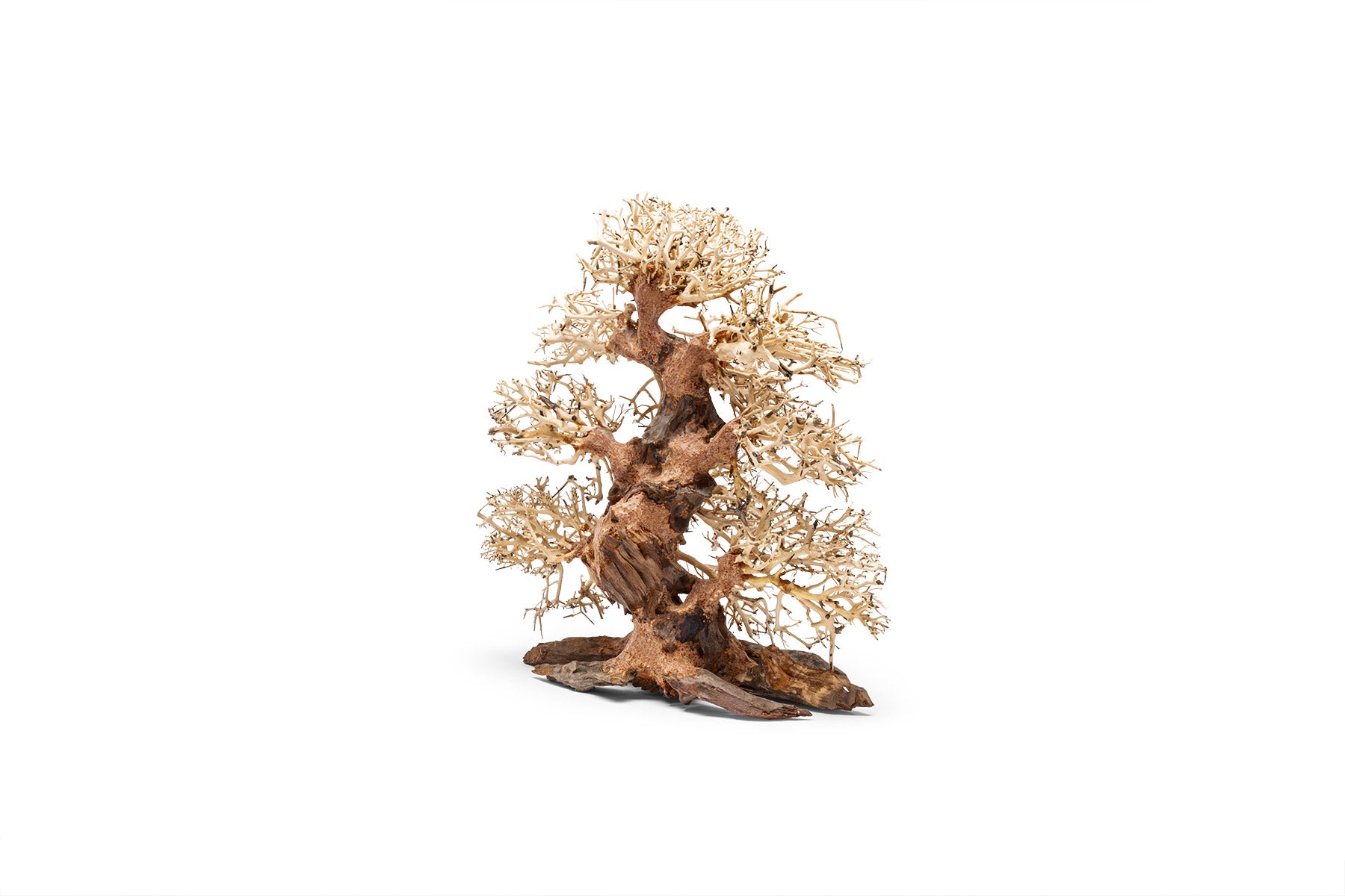 UNS Bonsai 002 - Premium Miniature Bonsai Tree for Home & Office Decor | Perfect Gift for Plant Lovers, Zen Garden & Indoor Gardening Enthusiasts